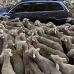 السادة العبيد ..والعبيد السادة ..وطوابير العبيد العبيد !!