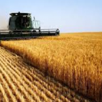 العراق من إنتاج أكثر من (4)ملايين طن من القمح سنوياً إلى الإستيراد بسبب الفساد والفشل
