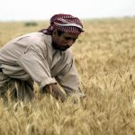 فلاحوا العراق:إستيراد المحاصيل على حساب المنتج المحلي خيانة