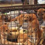 كوريا الجنوبية ..منع أكل لحوم الكلاب اعتباراً من 2027