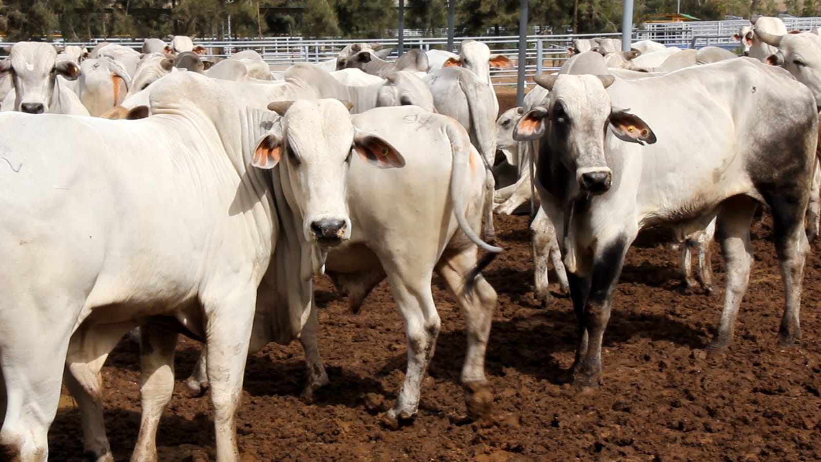وزارة الزراعة:الأبقار المستوردة من البرازيل سليمة وسيتم حجرها وإعادة فحصها