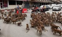 الإنسان والقردة بين السلام والصرع في تايلاند