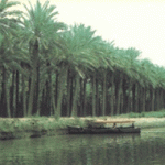 وزارة الزراعة:س” نعمل” على زيادة عدد النخيل الى (30) مليون نخلة