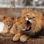 تبرعوا بحيواناتكم الأليفة لإطعام الأسود,,إعلان دنماركي