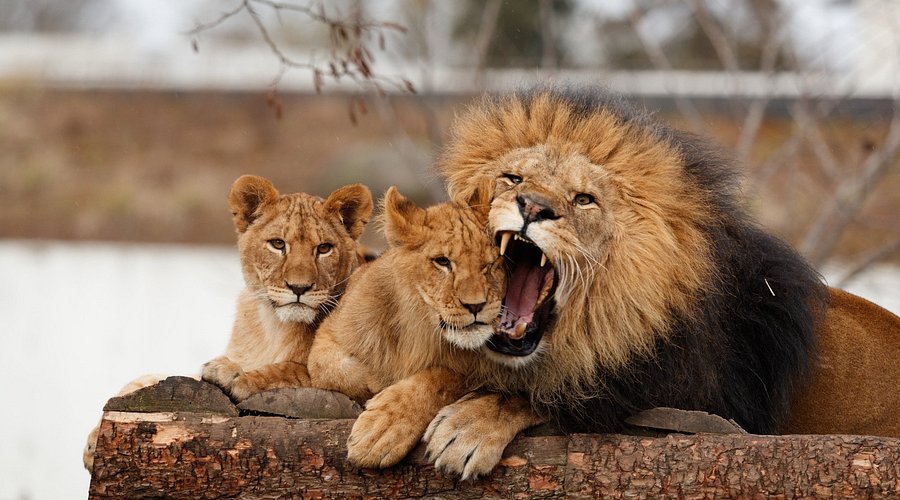 تبرعوا بحيواناتكم الأليفة لإطعام الأسود,,إعلان دنماركي