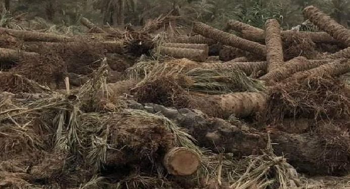 مرصد “العراق الأخضر”:العراق يخسر ملايين الاشجار في ظل حكومة”المهندس الزراعي السوداني”