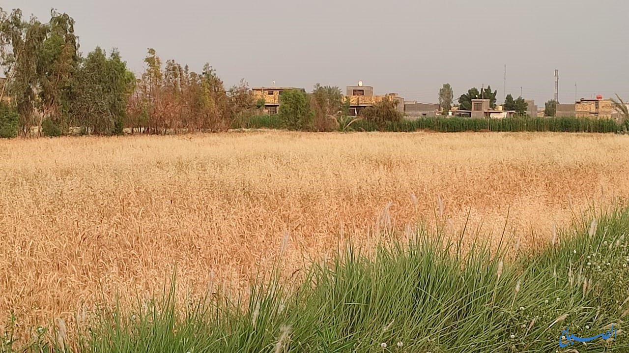 زراعة واسط:إيقاف الخطة الزراعية في المحافظة ستسبب خسارة (600) مليار ديناراً في كل موسم