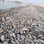 وزارة الزراعة تحذر من نفوق الأسماك