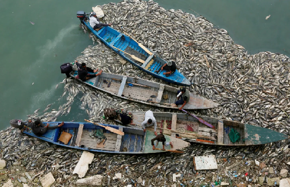 مصدر برلماني:شحة المياه تسببت بنفوق الأسماك وانعدام الأمن الغذائي