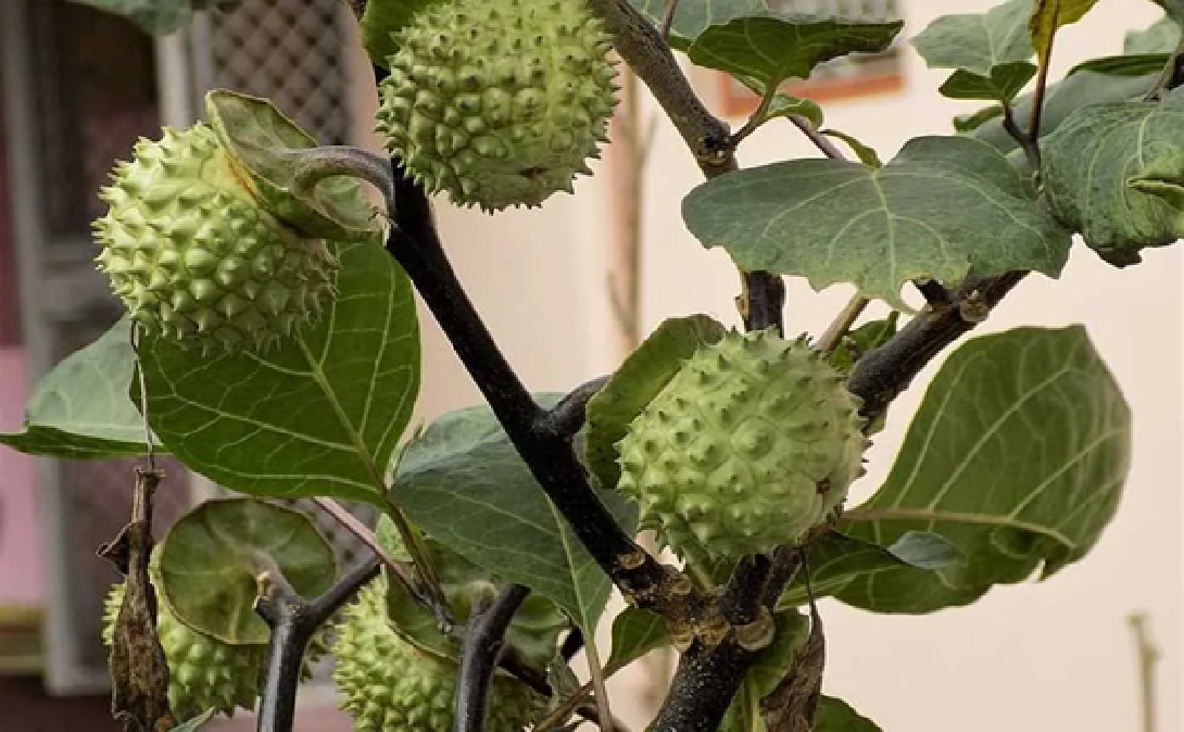 نائب إطاري:لا توجد زراعة المخدرات في العراق