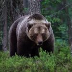 الفلفل الحار لصد هجمات الدببة في اليابان