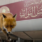 الانتخابات الديمقراطية في دولة الثعالب