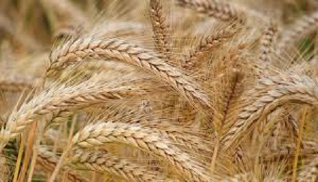العراق الأول عربياً بإنتاج “الشعير”