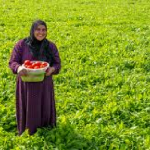 وزارة الزراعة:المواطن العراقي لا يثق بالمنتجات الزراعية المستوردة