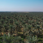 العراق من بلد النخيل إلى بلد المتأخرين بسبب الخونة الولائيين