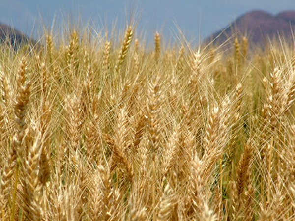 ارتفاع انتاج القمح الى 3 ملايين طن خلال الموسم الحالي