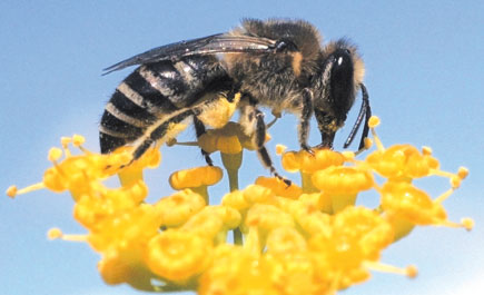 النحل الطنان يستطيع التفكير بشكل منطقي ويستخدم هذا التفكير للوصول إلى غذائه!!!