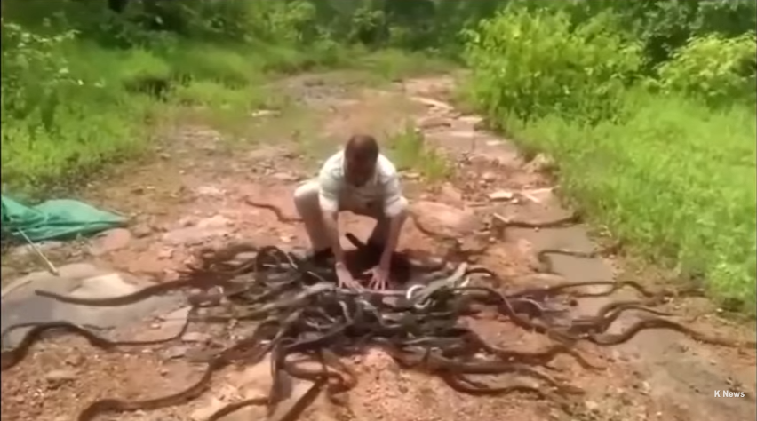 حارس حديقة يطلق 300 أفعى دفعة واحدة في غابات بوبال الهندية