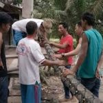 معركة “حياة أو موت” بين إندونيسي وثعبان عملاق!