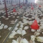 وزارة الزراعة تبرىء عملاء إيران من هلاك أكثر من 55 ألف دجاجة