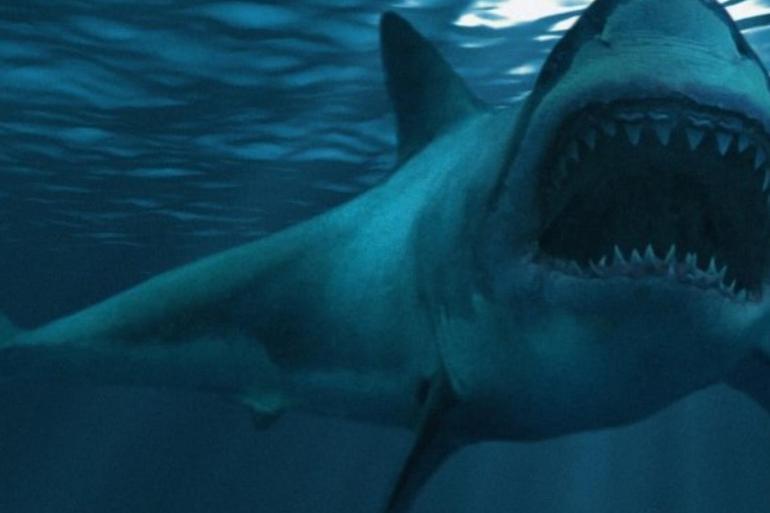 أستراليا ..هجمات أسماك القرش تحصد المزيد من البشر