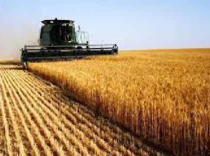 العراق من إنتاج أكثر من (4)ملايين طن من القمح سنوياً إلى الإستيراد بسبب الفساد والفشل