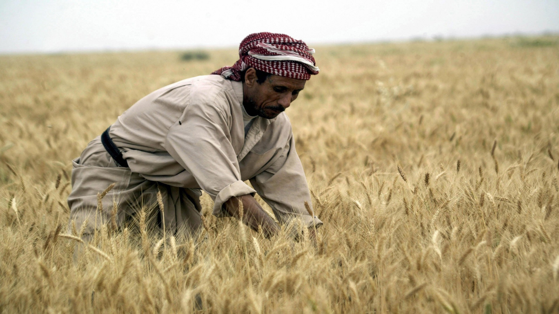 فلاحوا العراق:إستيراد المحاصيل على حساب المنتج المحلي خيانة