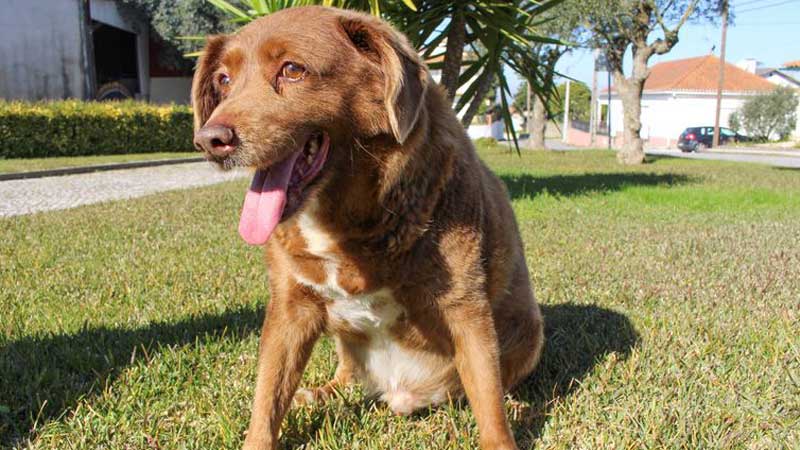 موسوعة غينيس:نفوق أكبر كلب عمرا في العالم