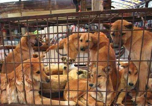 كوريا الجنوبية ..منع أكل لحوم الكلاب اعتباراً من 2027