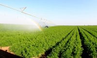 الزراعة النيابية:إقرار قانون تنظيم بيع وإيجار الأراضي الزراعية سيسهم في خلق فرص عمل كثيرة