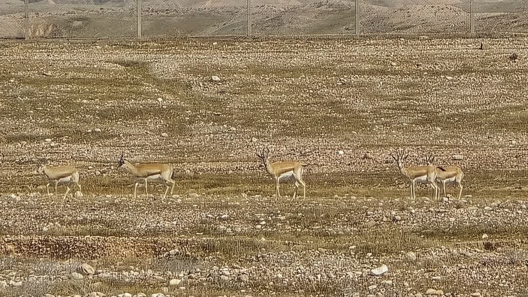 قائممقام مندلي:سرق “غزلان الريم” من محمية القضاء من قبل جهات “مجهولة”!