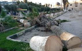 امانة بغداد:إزالة الاشجار وتدمير المساحات الخضراء من استرانيجية الأمانة!!