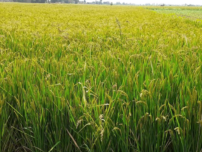 شحة المياه جراء ضعف حكومة السوداني تسبب في منع زراعة” الرز” في العراق