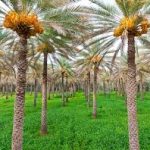 وزارة الزراعة تعلن الإكثار من زراعة النخيل والفواكه والزيتون