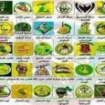 الخطوة الأولى للتعافي تبدأ بنزع سلاح الميليشيات