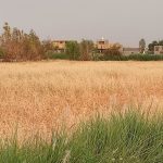 زراعة واسط:إيقاف الخطة الزراعية في المحافظة ستسبب خسارة (600) مليار ديناراً في كل موسم