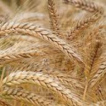 العراق الأول عربياً بإنتاج “الشعير”