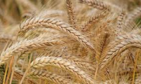 العراق الأول عربياً بإنتاج “الشعير”