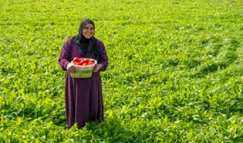 وزارة الزراعة:المواطن العراقي لا يثق بالمنتجات الزراعية المستوردة