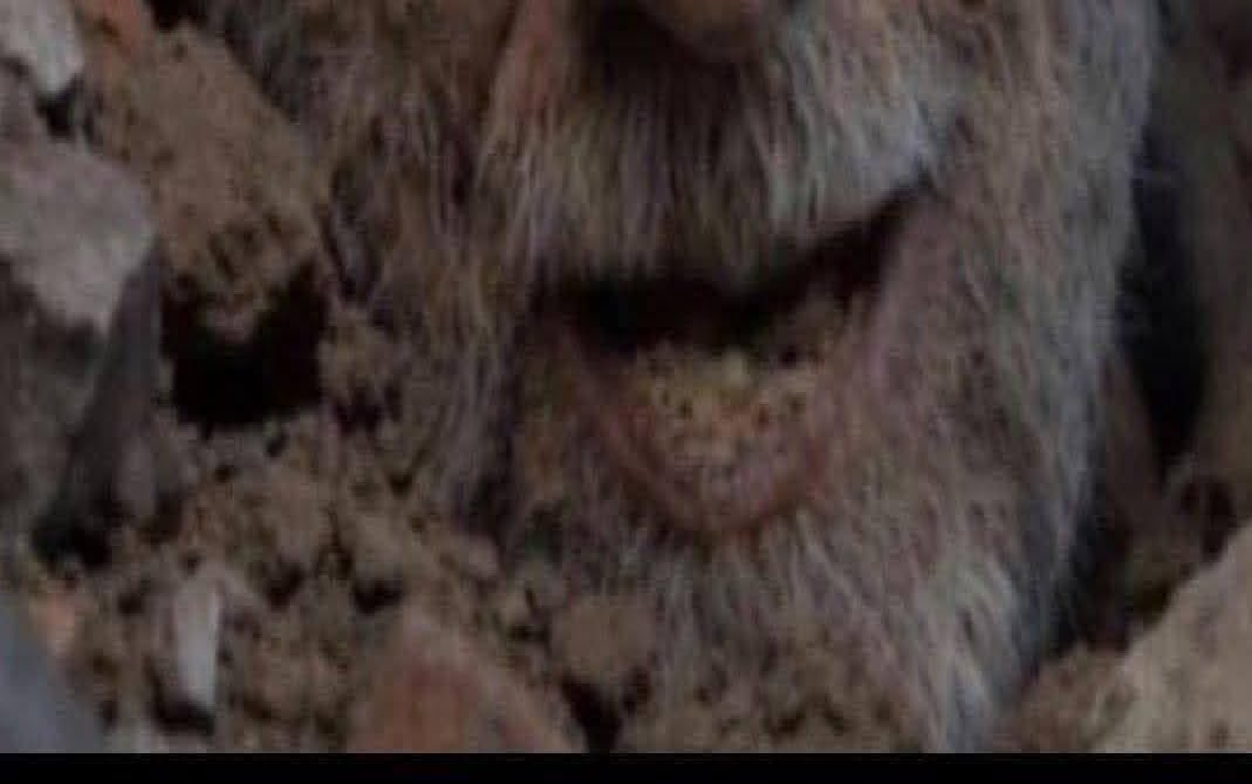 الثَّورة الإيرانيَّة وولاية الفقيه.. «لو أنَّ»!