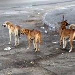 تصاعد خطر الكلاب السائبة  يدفع لعقد ندوة توعوية لحماية المواطنين