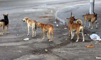 تصاعد خطر الكلاب السائبة  يدفع لعقد ندوة توعوية لحماية المواطنين