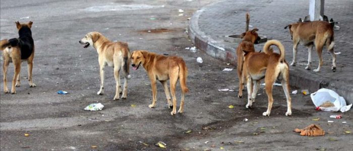 تصاعد خطر الكلاب السائبة  يدفع لعقد ندوة توعوية لحماية المواطنين