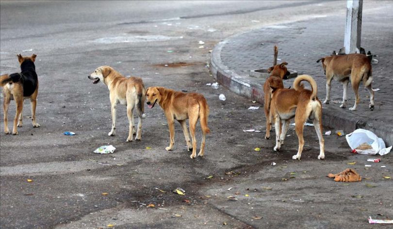 تصاعد خطر الكلاب السائبة  يدفع لعقد ندوة توعوية لحماية المواطنين